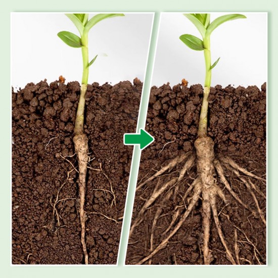 Schneller flüssiger Bewurzelungsstimulator für Pflanzen