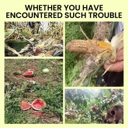 Solarbetriebene Tierabwehr-Warnlichter mit lautem Alarm kostenloser Versand 